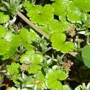 Image de Hydrocotyle microphylla A. Cunn.