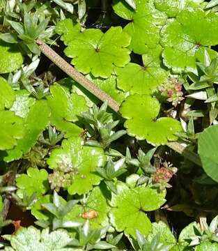 Image of Hydrocotyle microphylla A. Cunn.