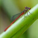 Image of Marsh Firetail