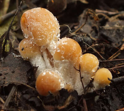 Image of Conocybe striipes (Cooke) S. Lundell 1953