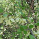 Image of Bougainvillea campanulata Heimerl