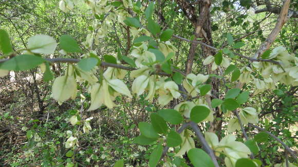 Imagem de Bougainvillea campanulata Heimerl