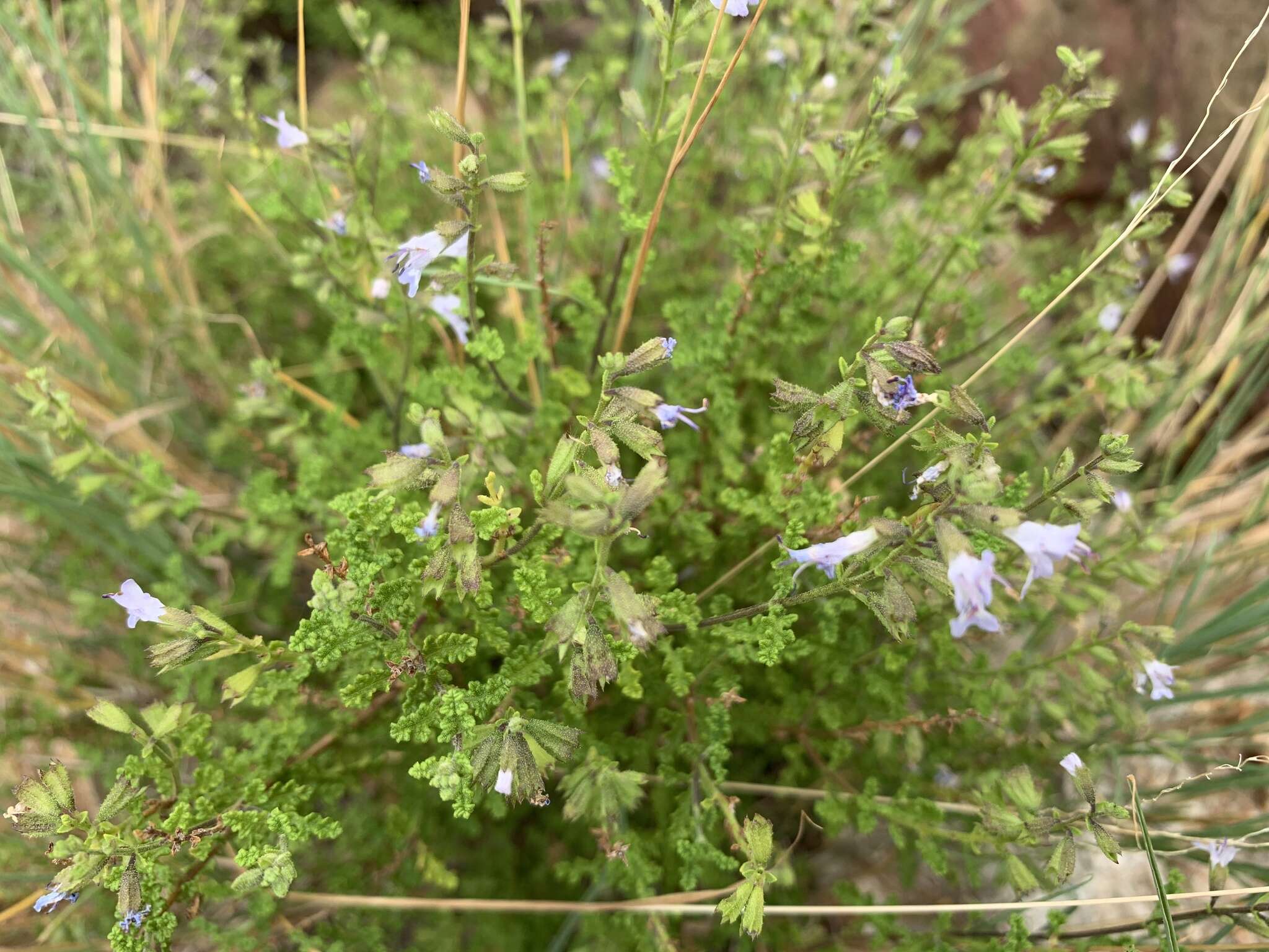 Imagem de Salvia namaensis Schinz