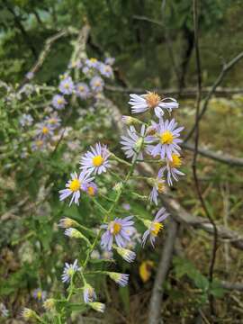 Sivun <i>Symphyotrichum <i>patens</i></i> var. patens kuva