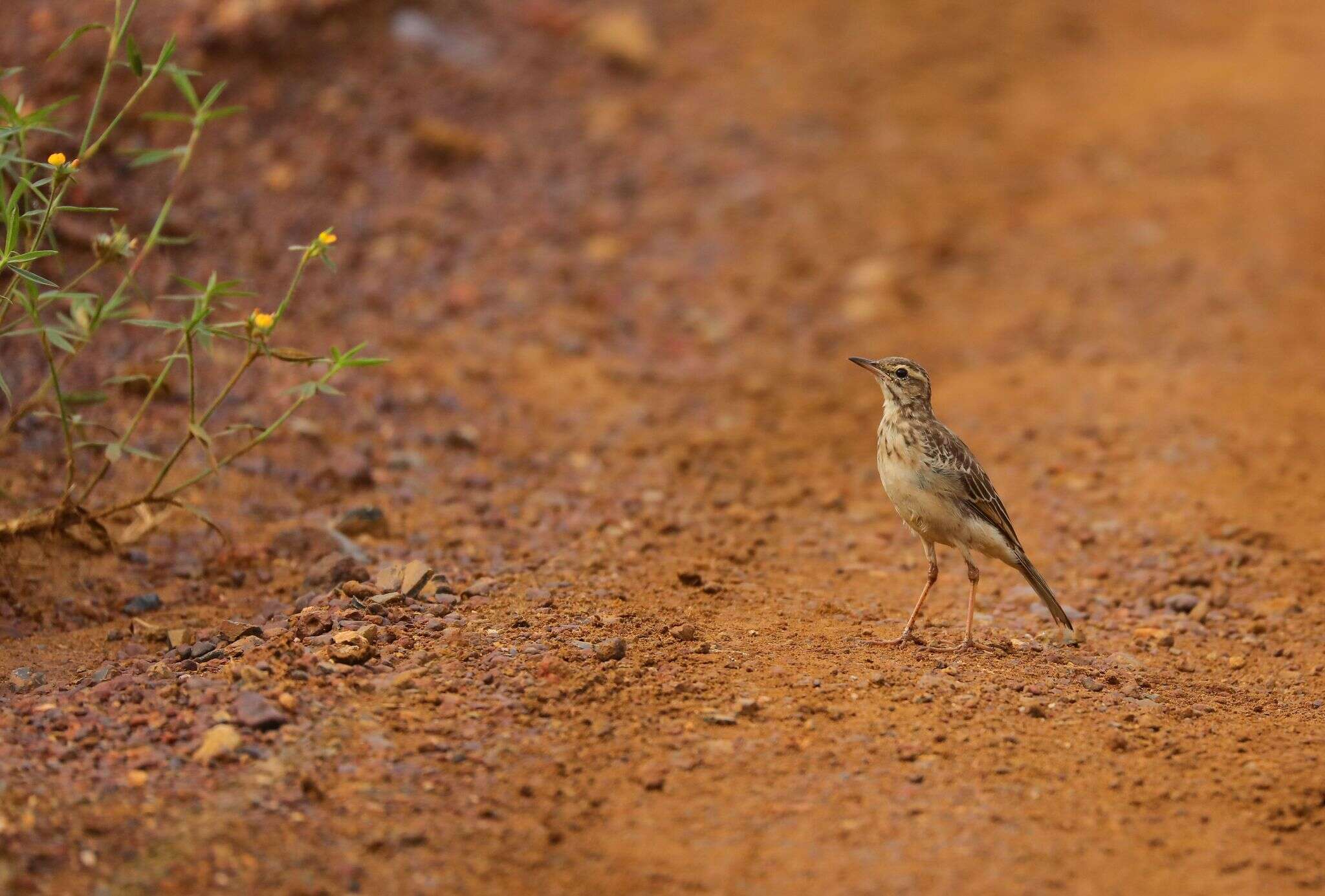 Anthus pallidiventris Sharpe 1885的圖片