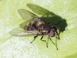 Image of Cheilosia fasciata (Schiner & Egger 1853)