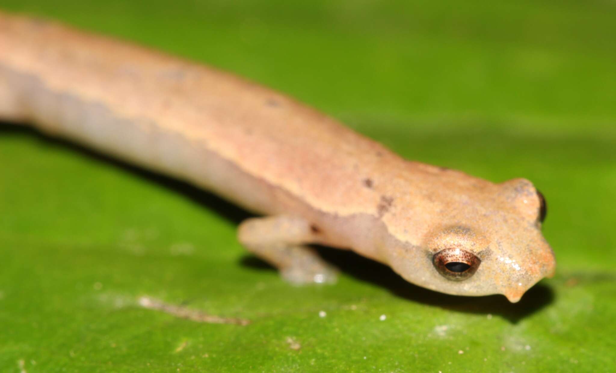 Image of Bolitoglossa nympha Campbell, Smith, Streicher, Acevedo & Brodie 2010