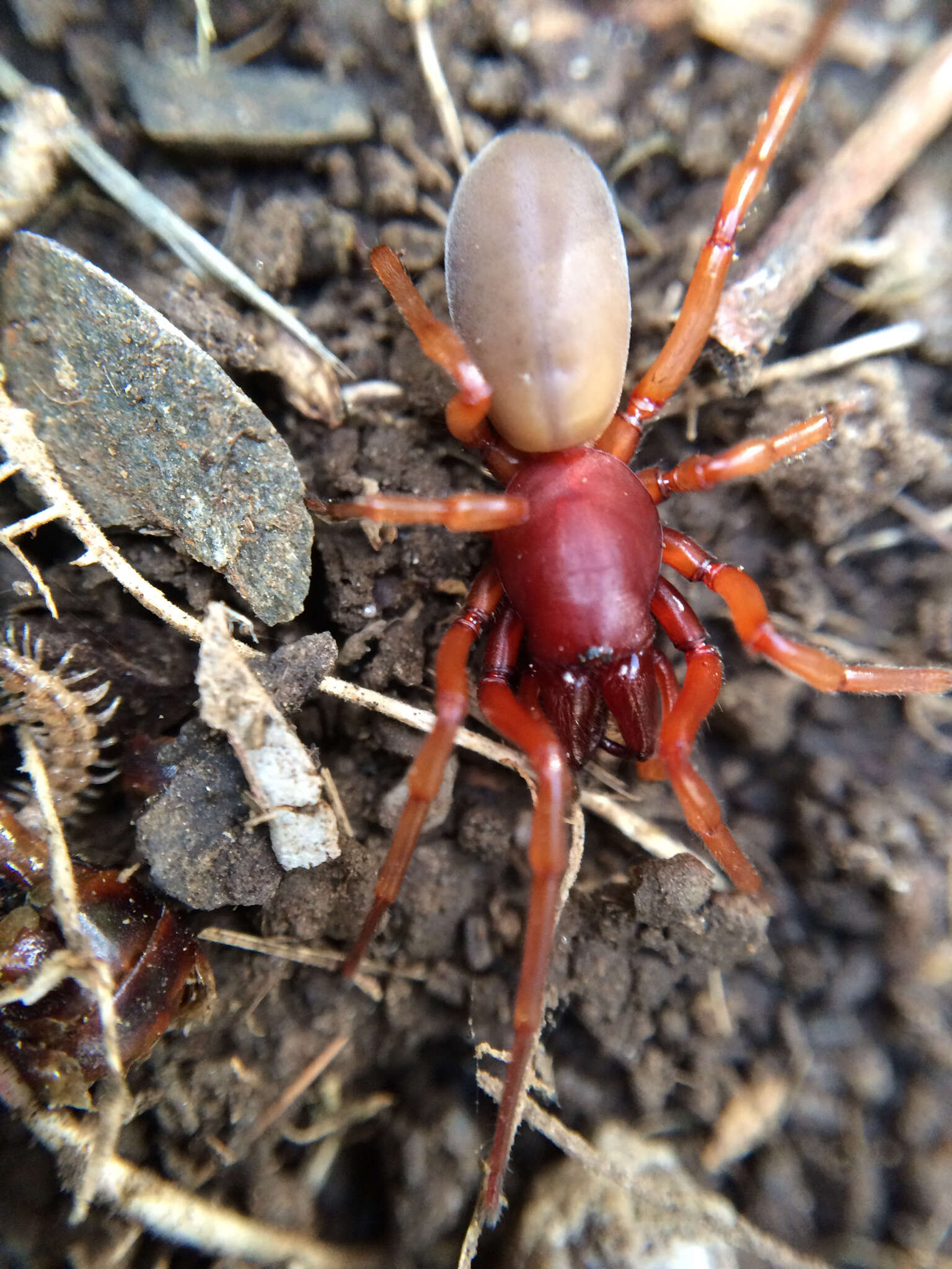 Imagem de Dysdera crocata C. L. Koch 1838