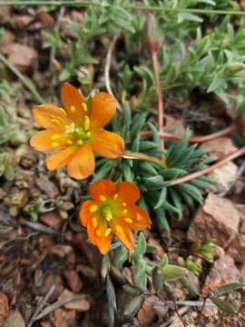 Image of Calandrinia caespitosa Gill. ex Arn.