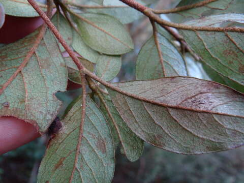 Image of Rhododendron breviperulatum Hayata