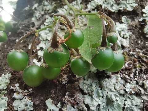 Image of Solanum appendiculatum Humb. & Bonpl. ex Dun.