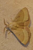 Image of grass eggar