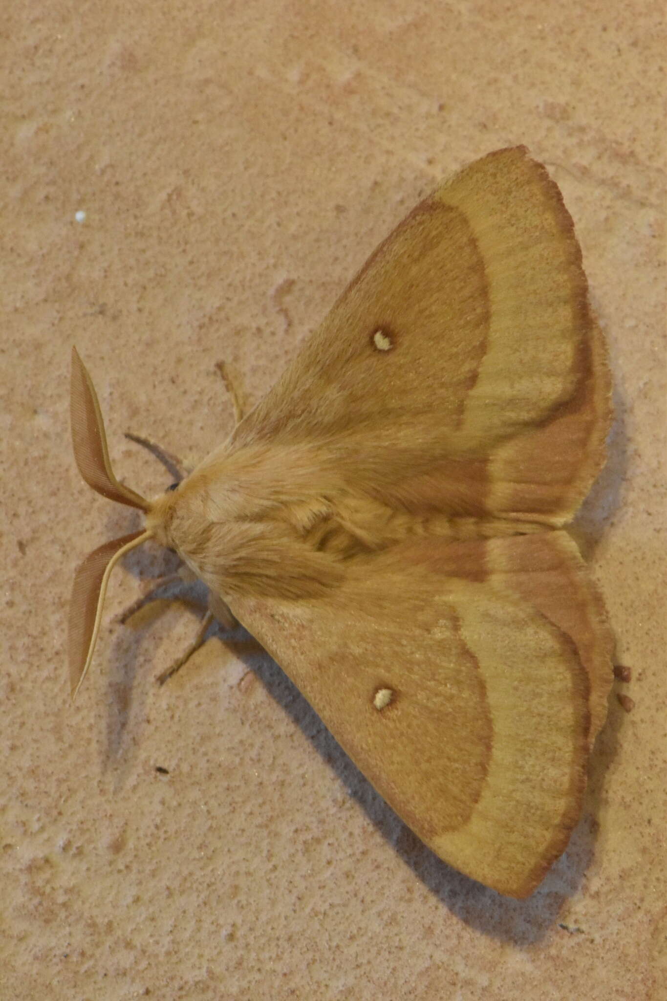 Image of grass eggar