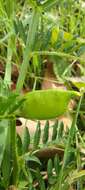 Image of hairy yellow vetch