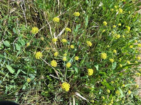 Image of barestem biscuitroot