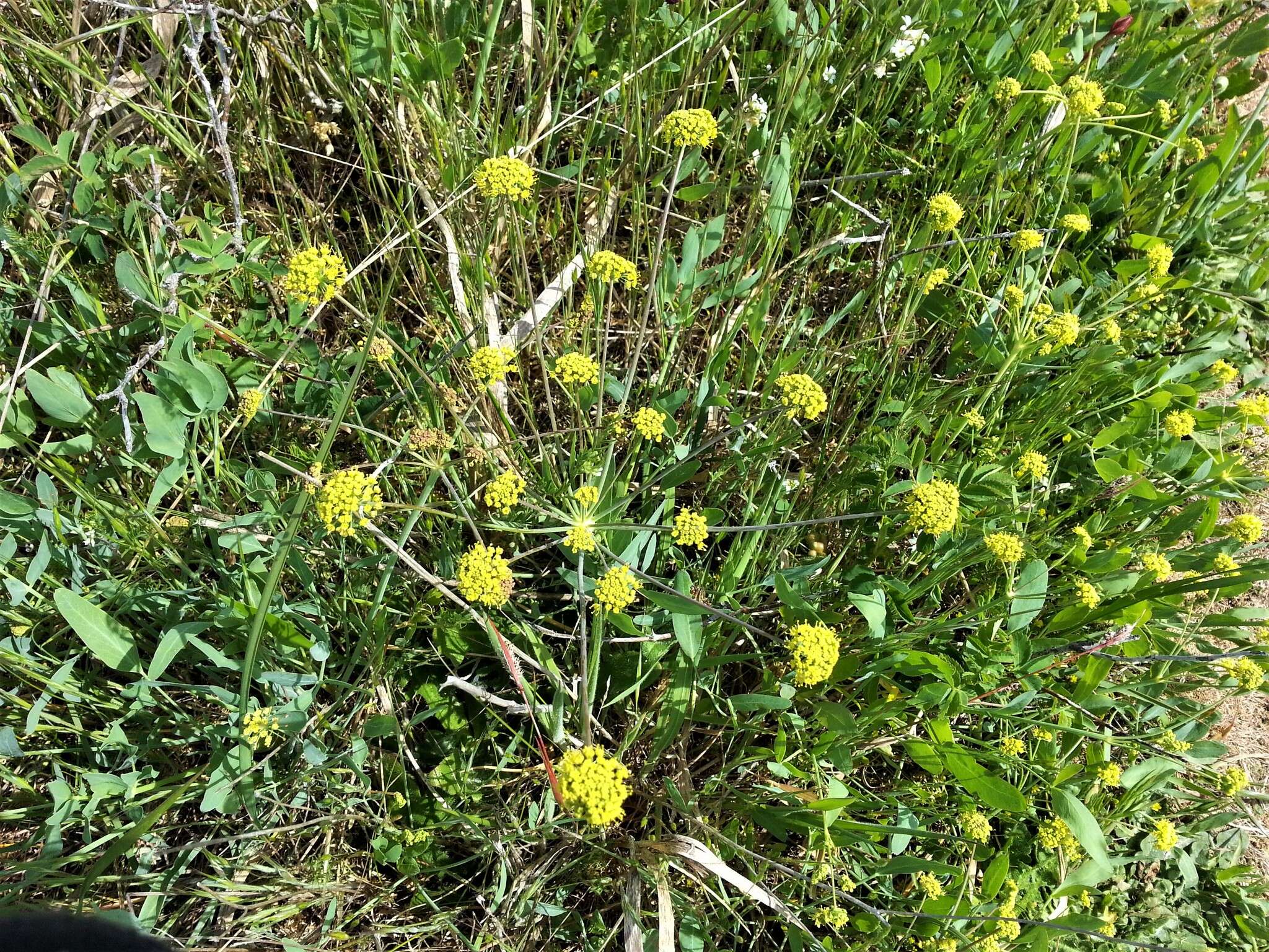 Image of barestem biscuitroot