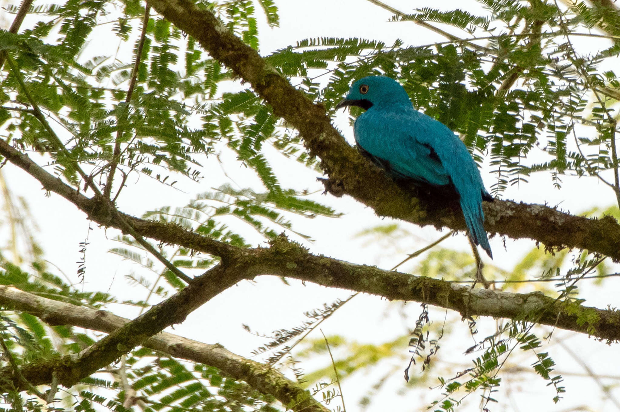 Image of Plum-throated Cotinga