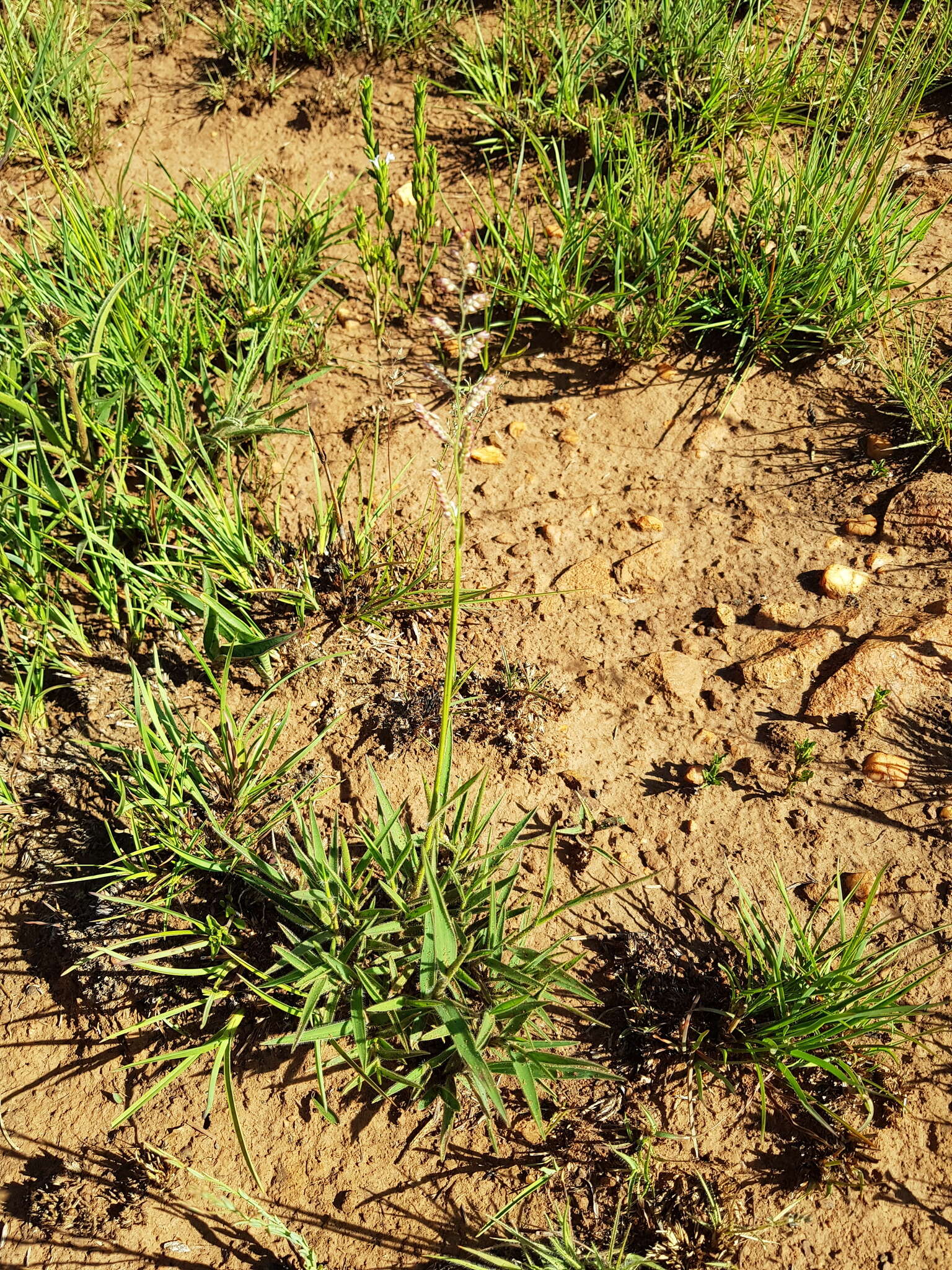 Image of Urochloa serrata