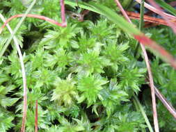 Imagem de Sphagnum cuspidatum Ehrhart ex G. F. Hoffmann 1796