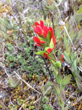 Image de Castilleja ecuadorensis N. Holmgren