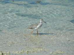 Image of Common Redshank