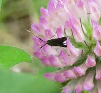 Image of Case-bearer moth