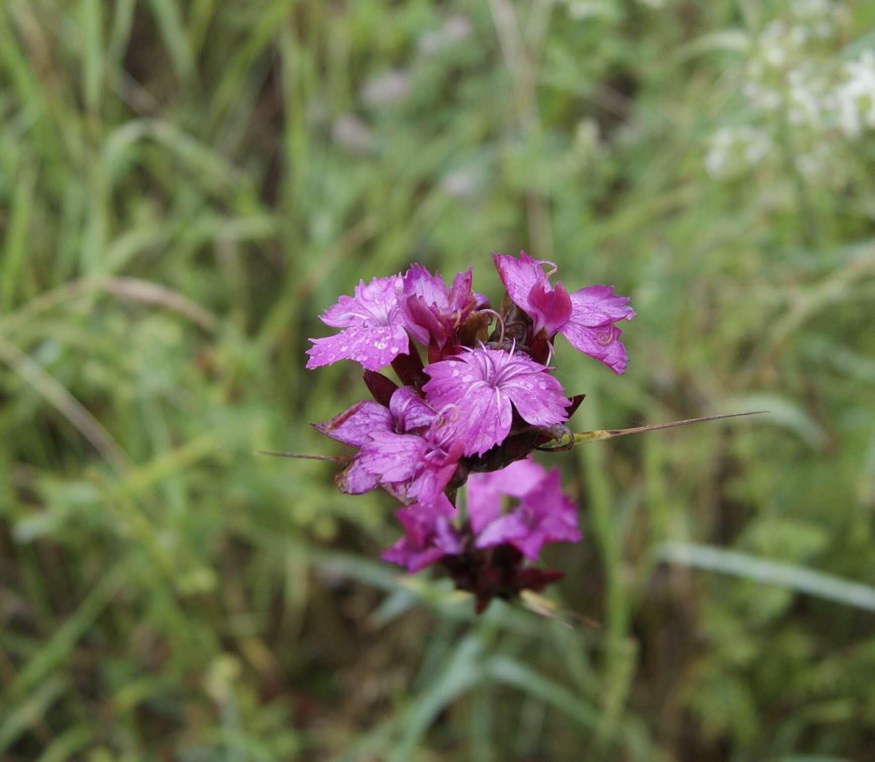 Image de Dianthus giganteus Dum.-Urville