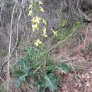 Image of Brassica montana Pourr.