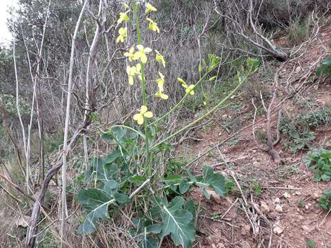 Image of Brassica montana Pourr.