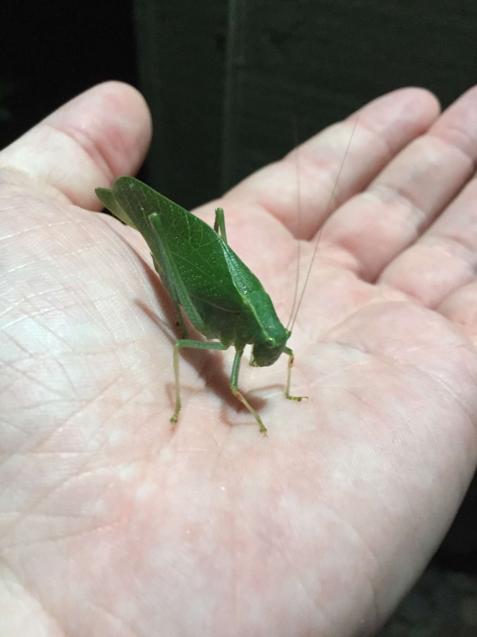 Image of California Angle-wing Katydid