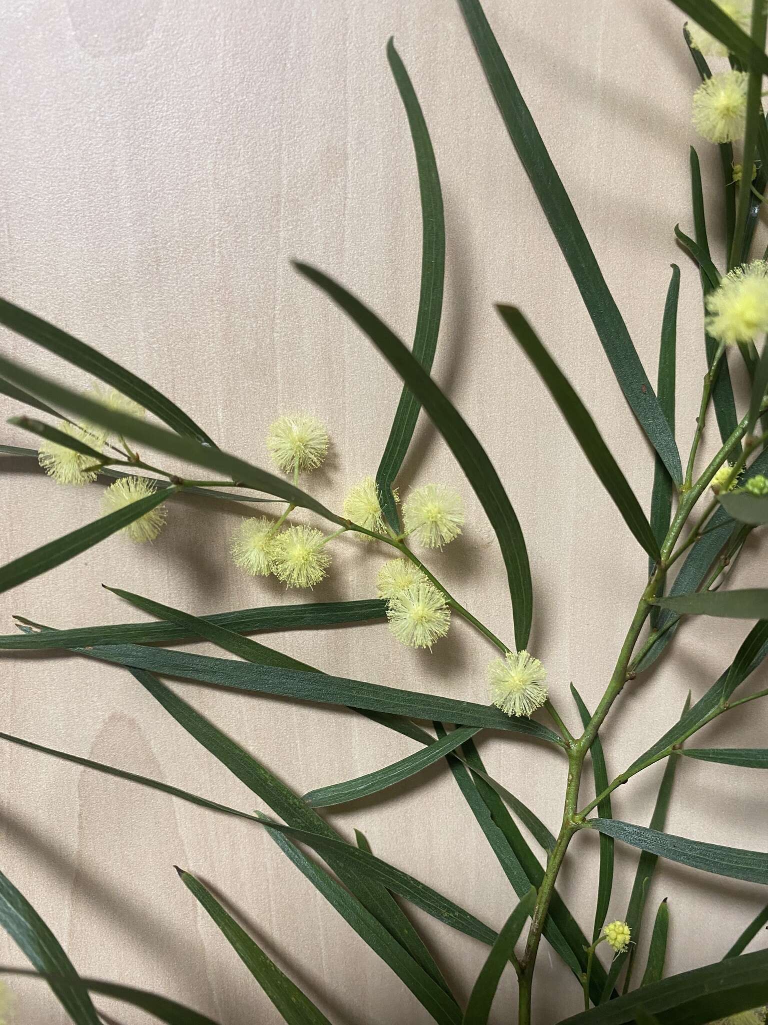 Image of bower wattle