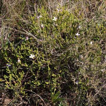 Image of Greater mountain carnation