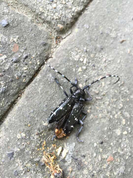 Image of Citrus long-horned beetle