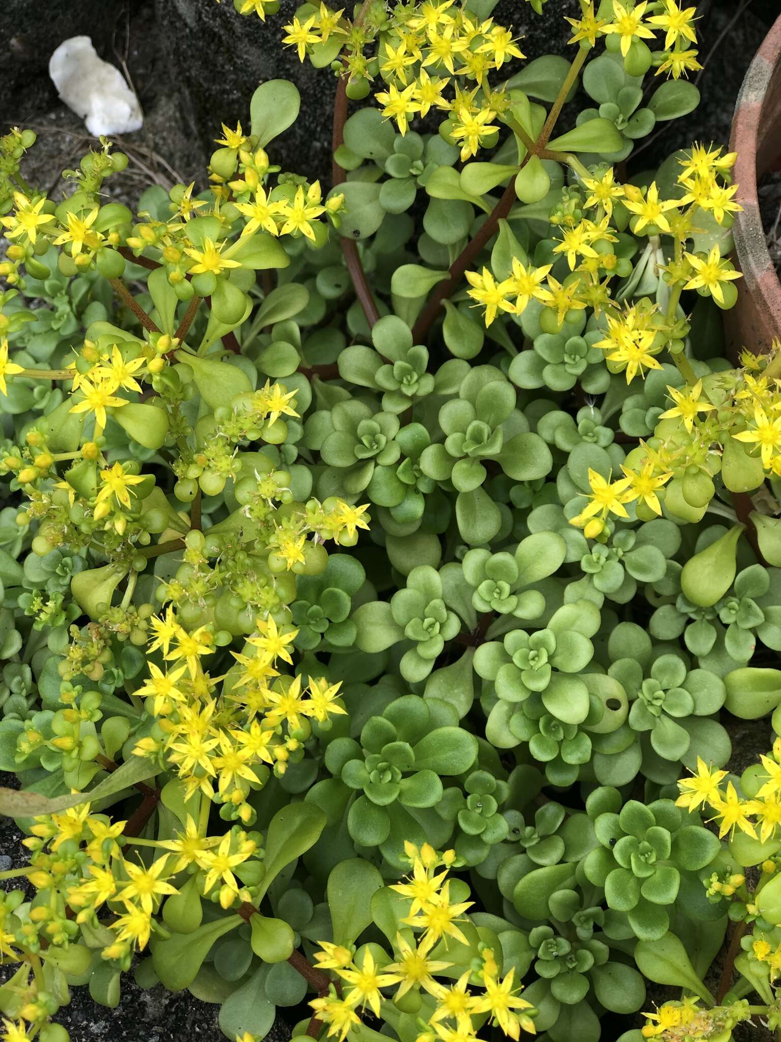 Sivun Sedum formosanum N. E. Br. kuva