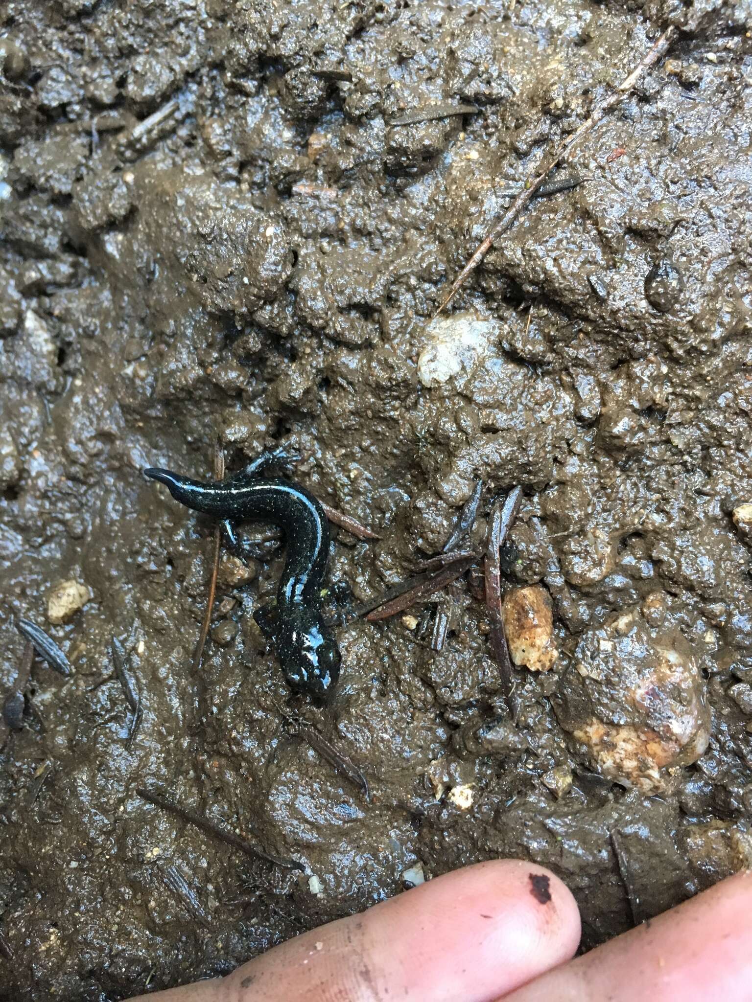 Image of Santa Cruz Black Salamander