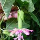 Passiflora rosea (Karsten) Killip resmi