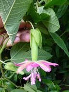 Image of Passiflora rosea (Karsten) Killip