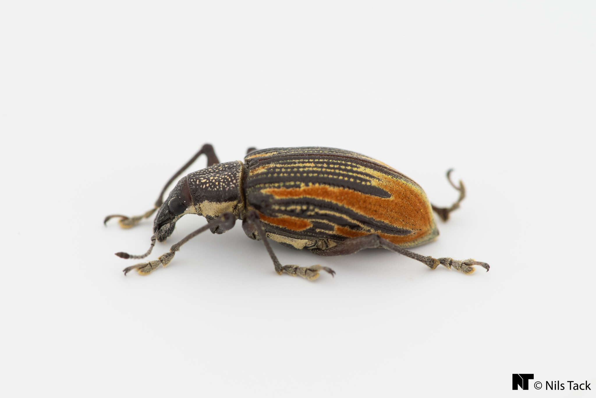 صورة Diaprepes abbreviatus (Linnaeus 1758)