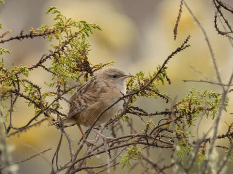 Image of Apolinar's Marsh-wren