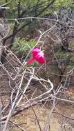 Image of Ipomoea conzattii Greenman