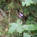 Aconitum septentrionale subsp. rubicundum (Fisch.) V. N. Voroschilov resmi