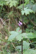 Aconitum septentrionale subsp. rubicundum (Fisch.) V. N. Voroschilov resmi