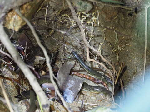 Image of Sichuan Mountain Keelback