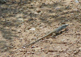 Image of Rusty-rumped Whiptail