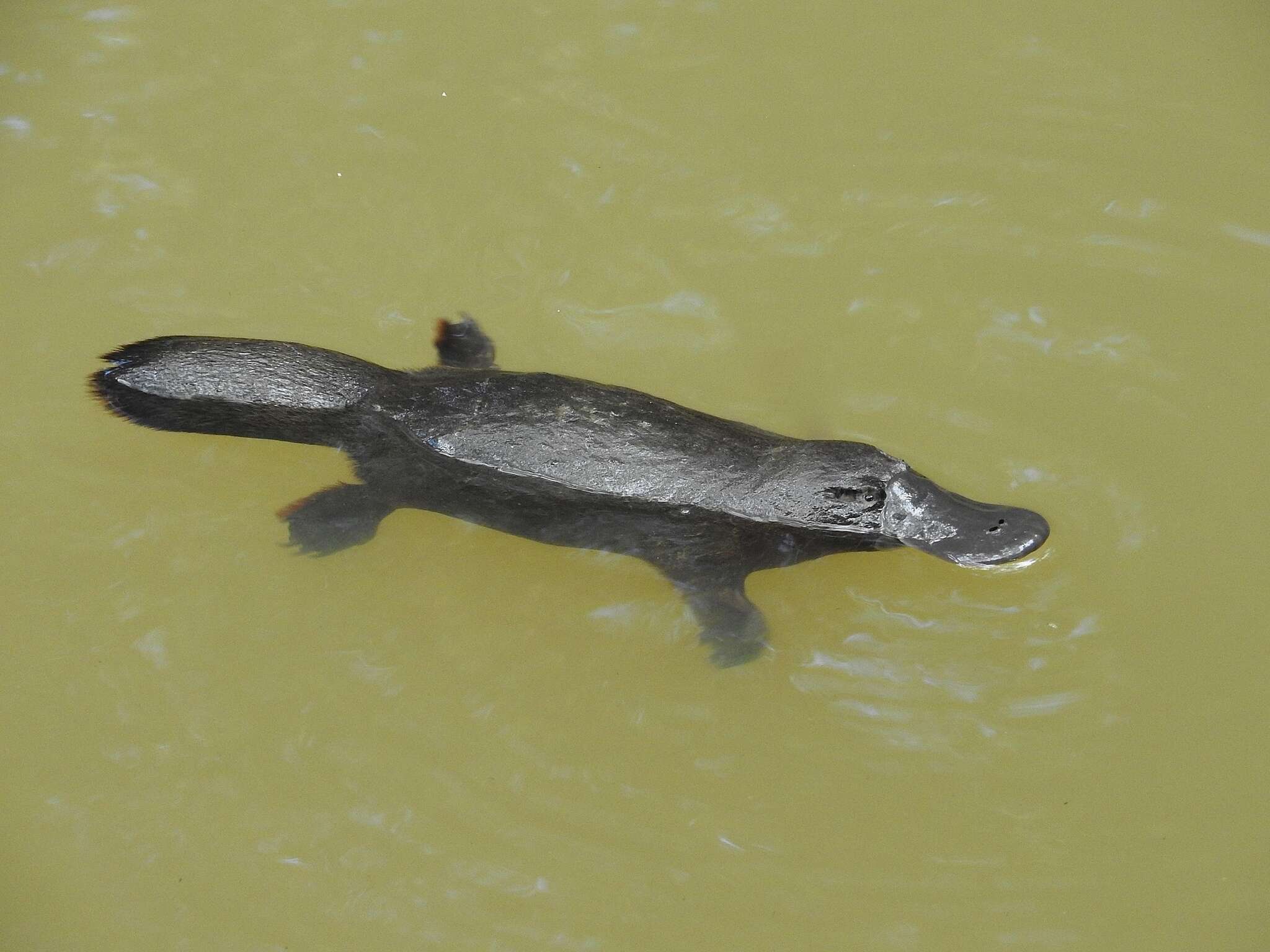 Image of platypus