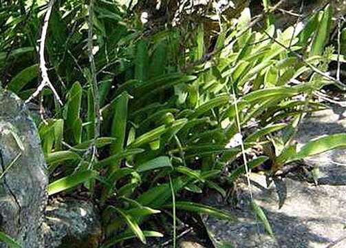 Imagem de Haemanthus pauculifolius Snijman & A. E. van Wyk