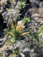 Image of Linanthus pungens subsp. pungens