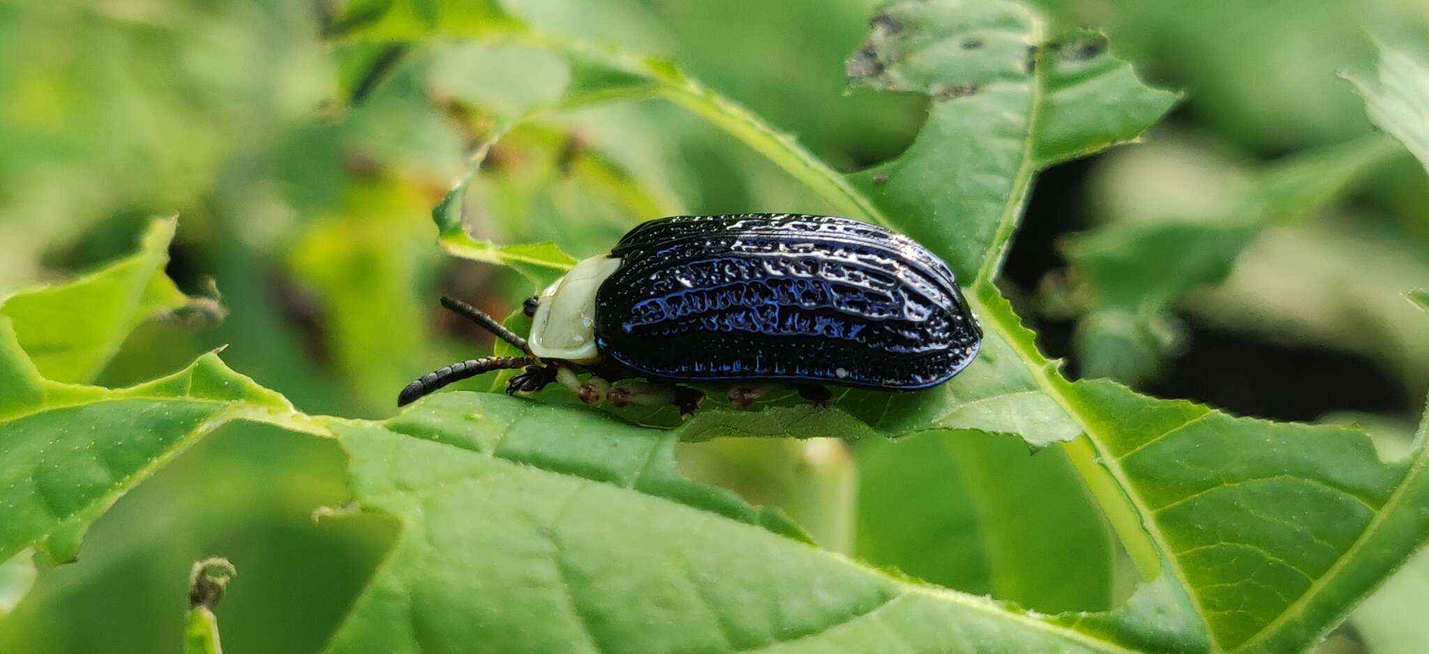 Image of Craspedonta leayana (Latreille 1807)