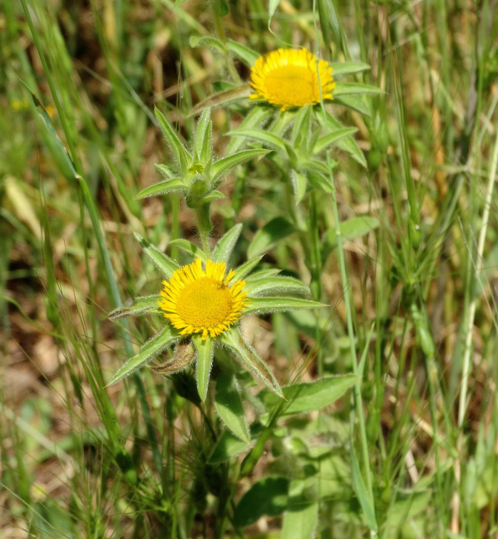 Image of estrella de mar