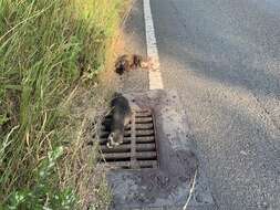 Image of western polecat, polecat